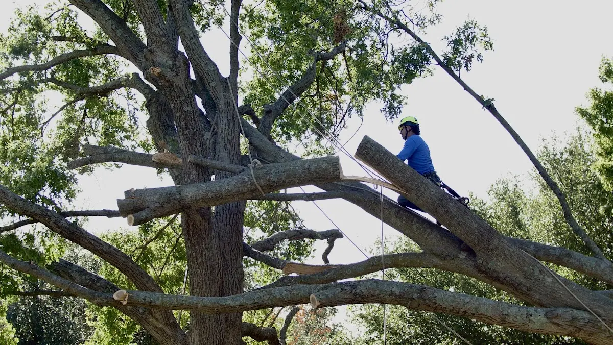 Professional Hazardous Tree Removal performed by certified arborists in Callands