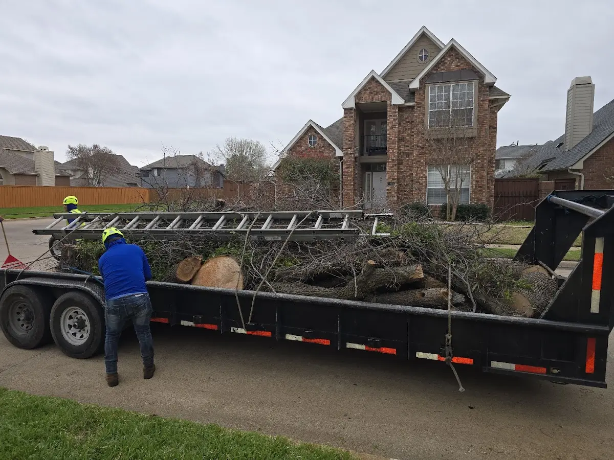 Expert Tree Removal with proper safety equipment in Callands